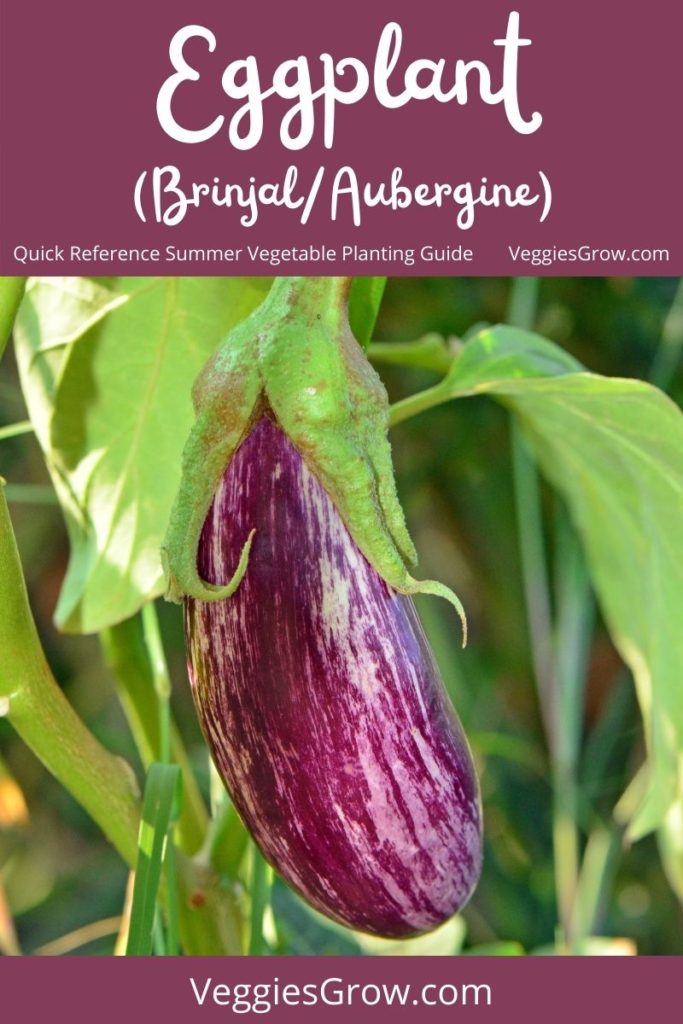 Eggplant/Brinjal/Aubergine - Quick Reference Summer Vegetable Planting Guide