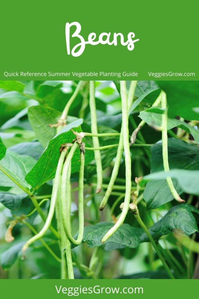Beans - Quick Reference Summer Vegetable Planting Guide