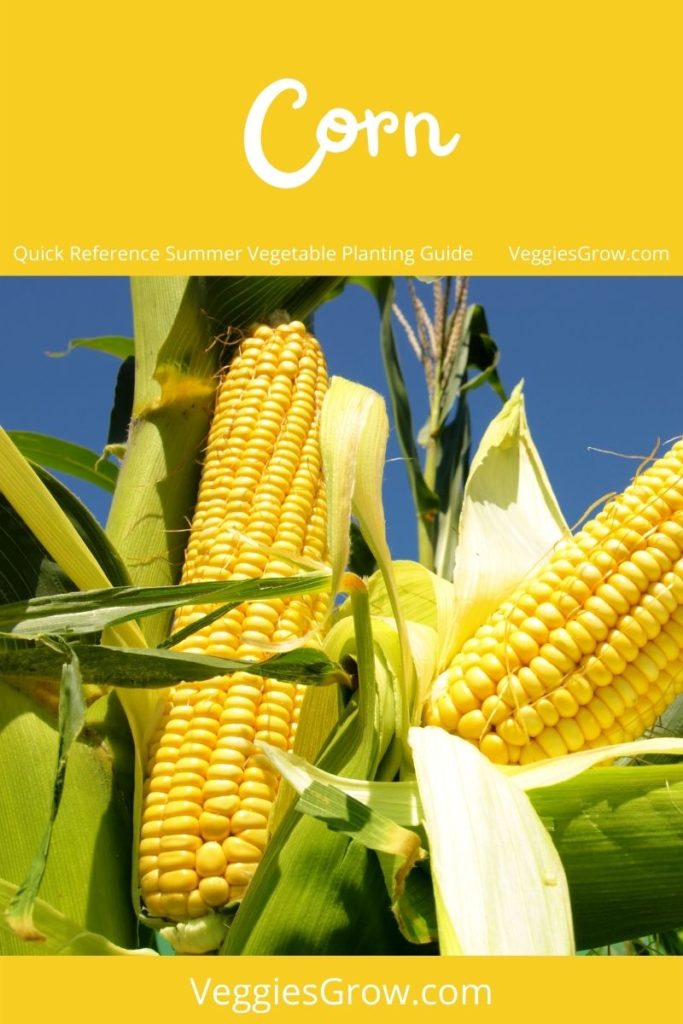 Corn - Quick Reference Summer Vegetable Planting Guide