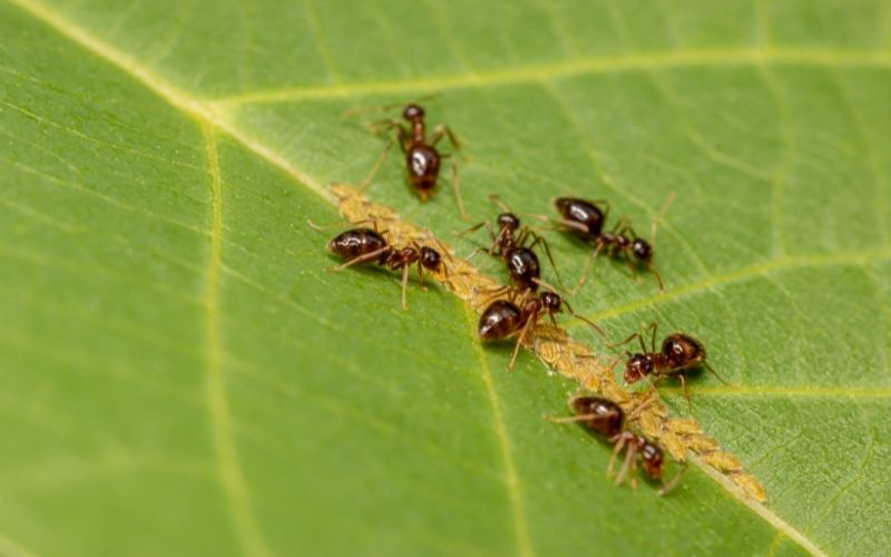 Ants eating aphids