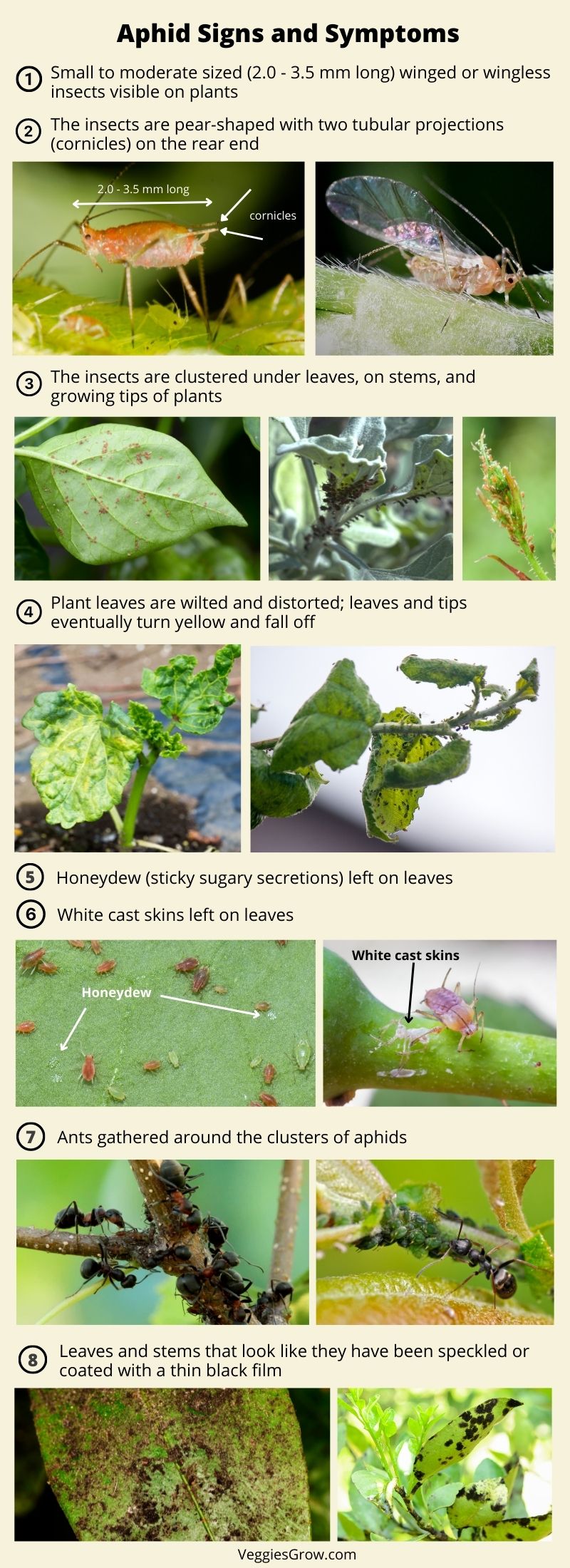 Aphid Signs and Symptoms Blog Graphic