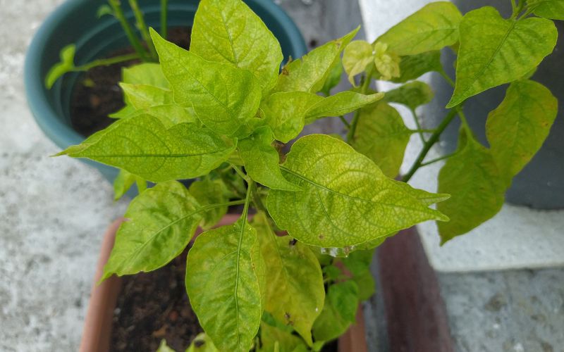 Aphid damage to pepper plant