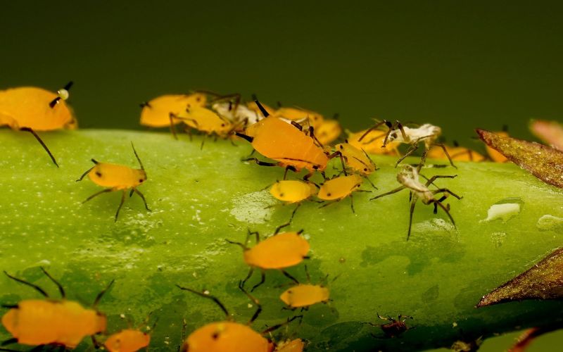 Aphids and honeydew