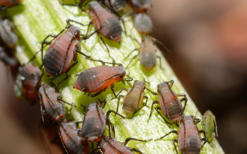 Aphids