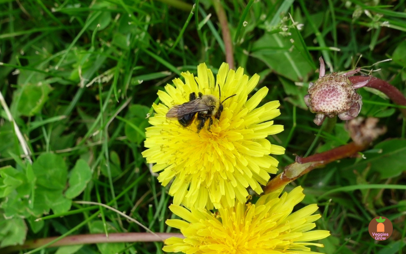 Pollination by bees can help you grow better quality vegetables Bee on dandelion