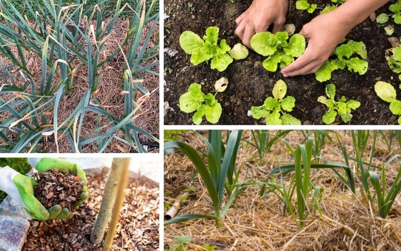 Different Types of Organic Mulch