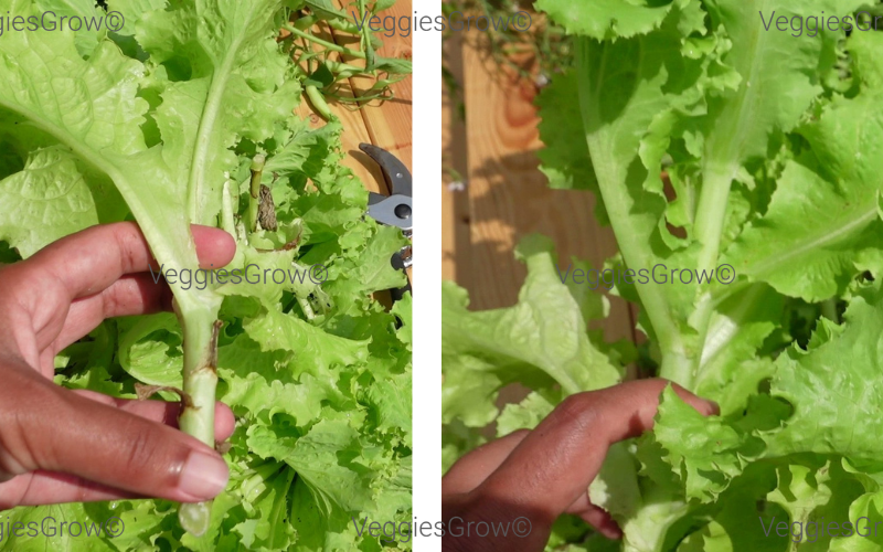 Bolted Lettuce Plant Closeup