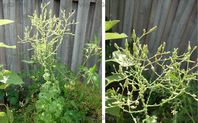 Bolted Lettuce Plant with flowers
