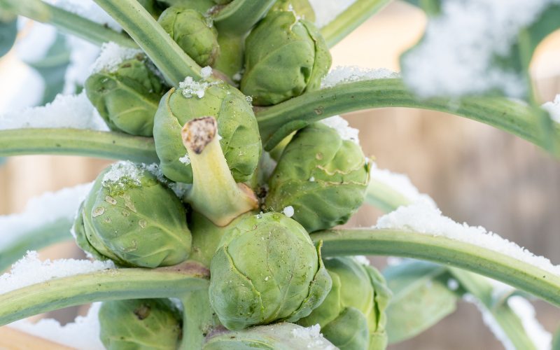 Brussel sprouts in snow