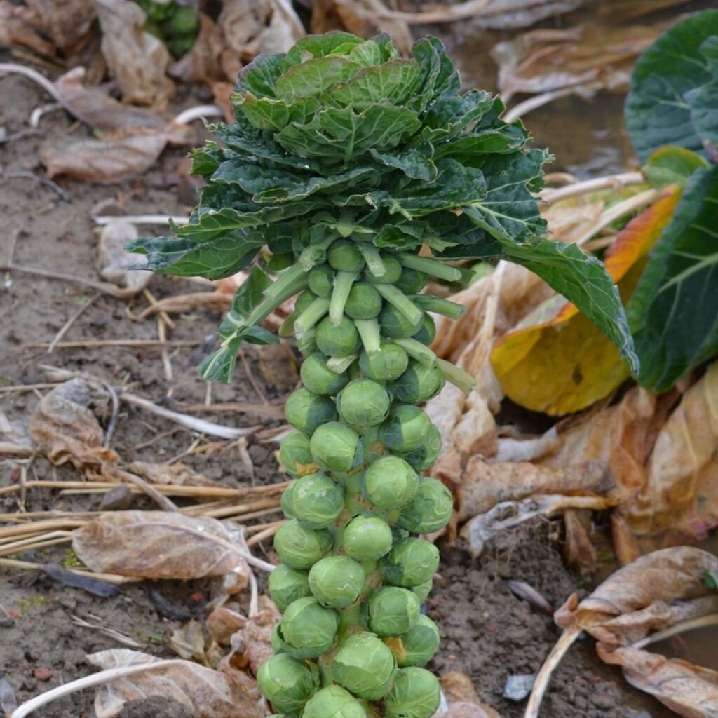 Brussel sprouts on plant