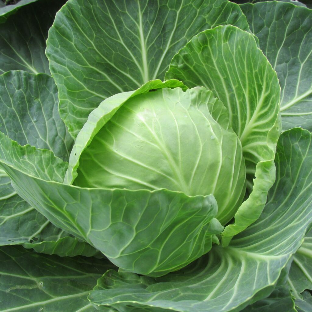 Cabbage on the plant