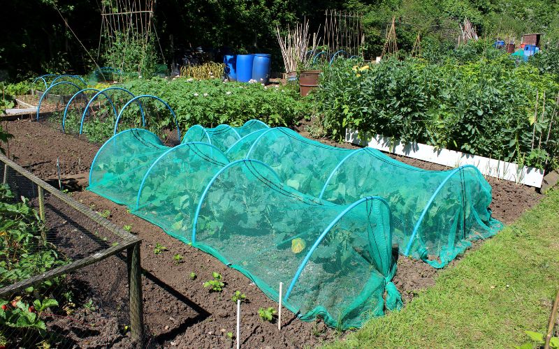 Cabbage plants covered with netting