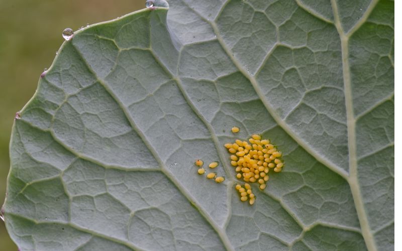 Cabbage white butterfly eggs