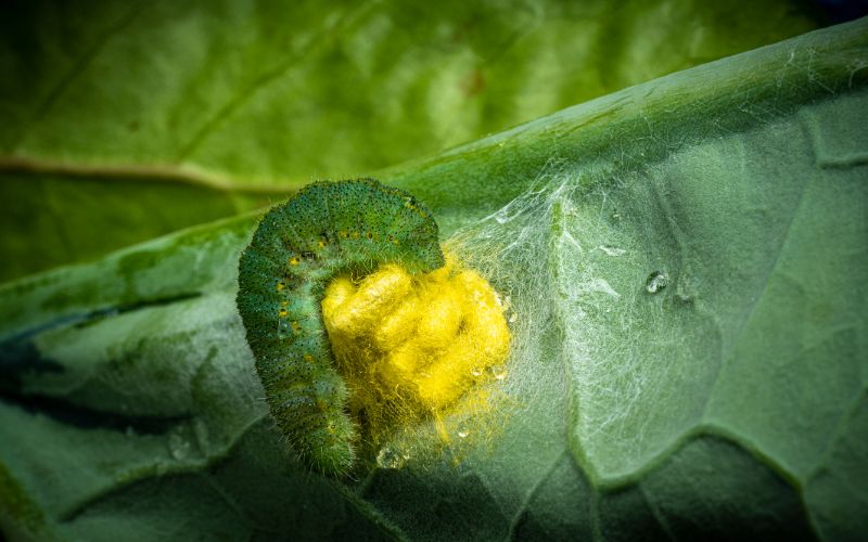 Cabbage worm infected with Cotesia glomerata the white butterfly parasite