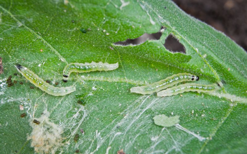 Cabbage worms with frass on damaged leaves