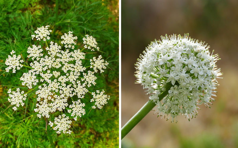 Carrot flowers and onion flowers