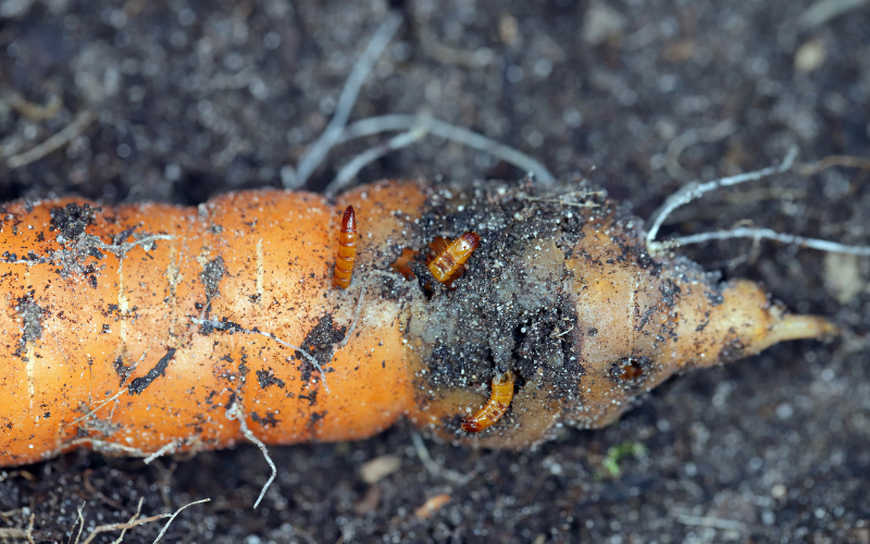 Carrot damaged by wireworms