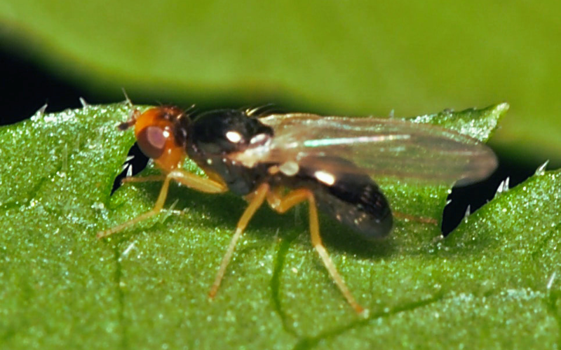 Carrot rust fly