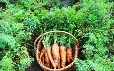 Carrots with their leaves