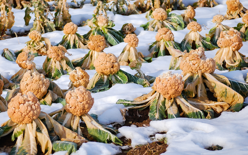 Cauliflower growing in snow