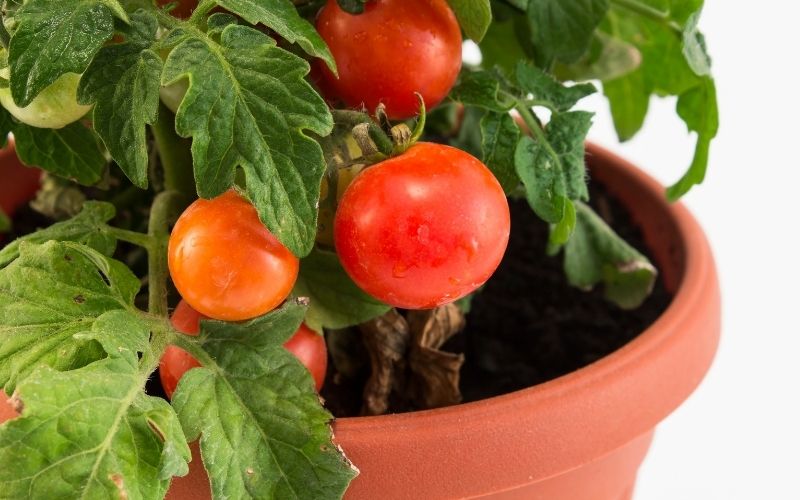 Cherry Tomato Grown in a Container