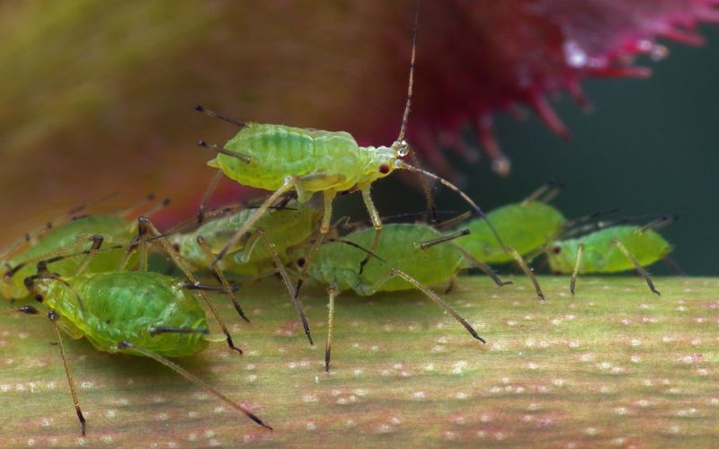 Close up of aphids