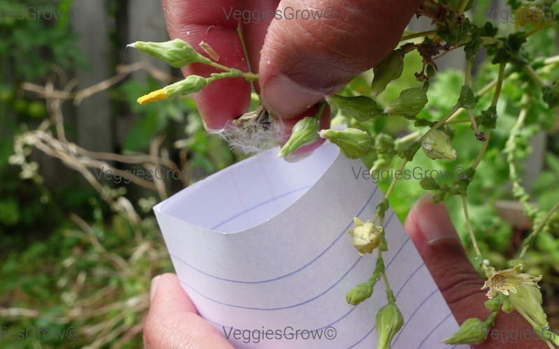 Collecting lettuce seeds