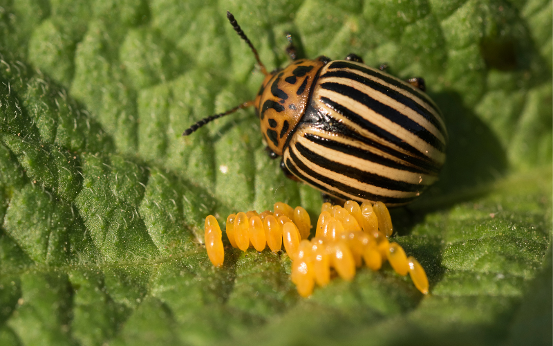 Colorado potato beetle and its eggs