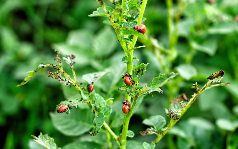 Colorado potato beetle larvae damage