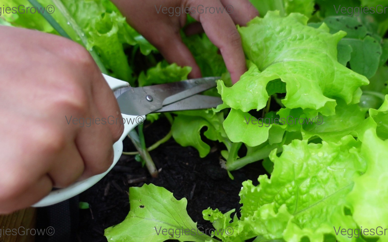 Cutting lettuce leaves