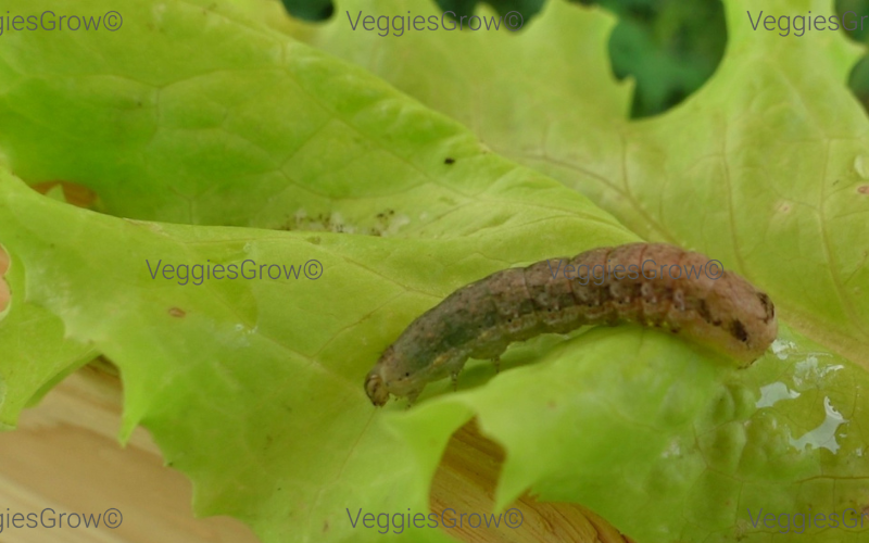 Cutworm on a lettuce leaf