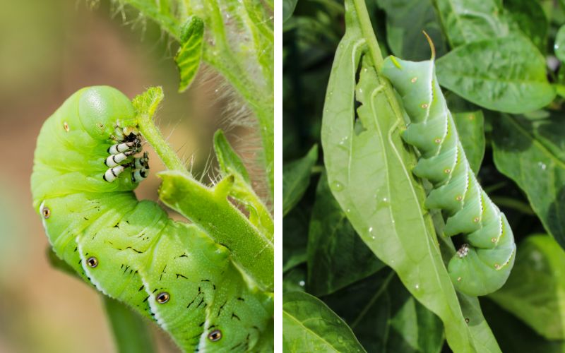 Damage done by the tomato hornworm