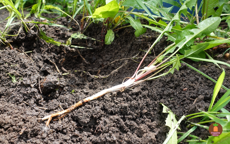 How do you live with dandelions? Dandelion Root