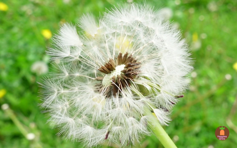 How do you live with dandelions? Dandelion Seed Head