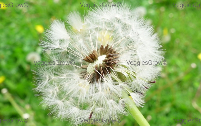 Dandelion Seeds on SeedHead