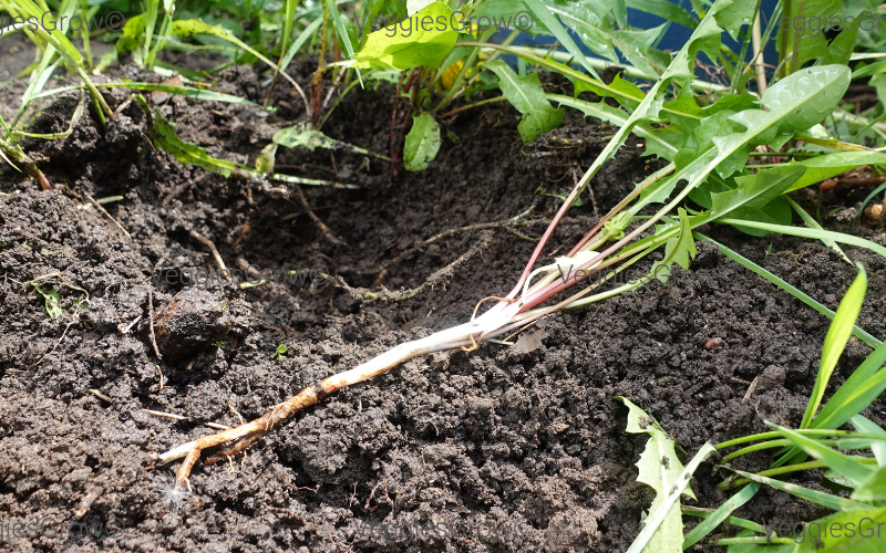 Dandelion taproot
