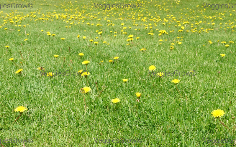 Dandelions are prolific in early Spring