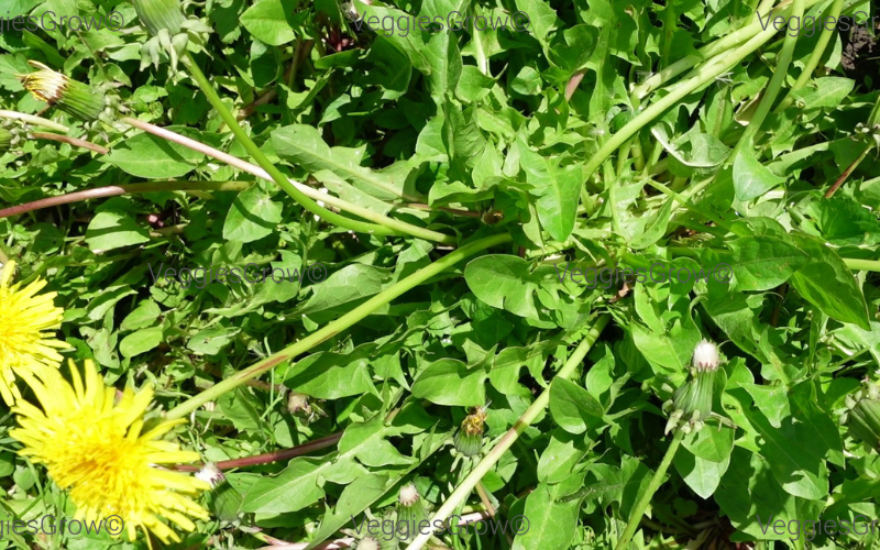Dandelions for ground cover