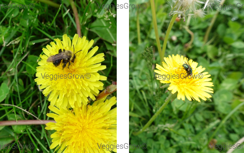 Dandelions help pollinators