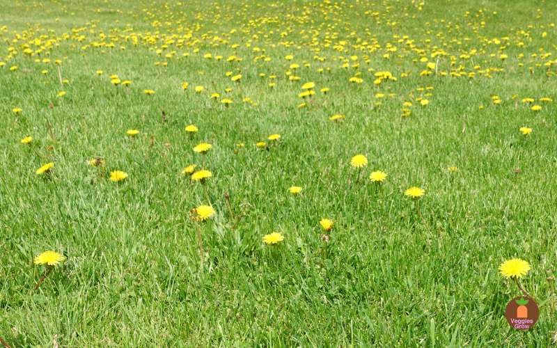 How do you live with dandelions? Dandelions in field
