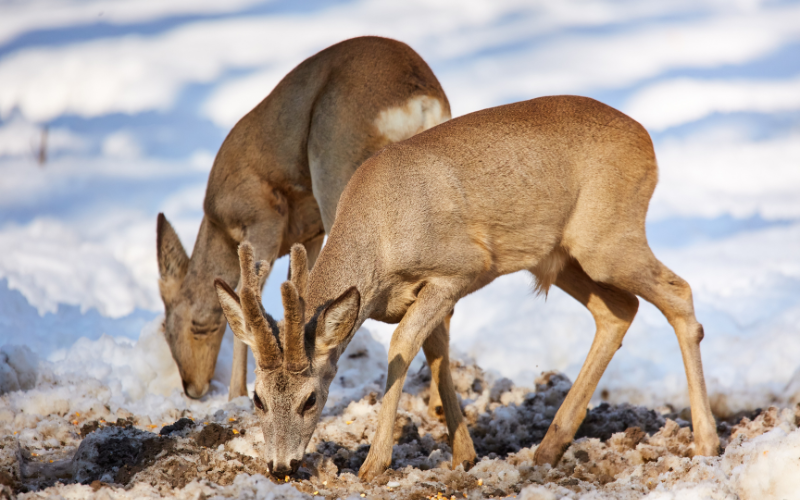 Deer eating in snow