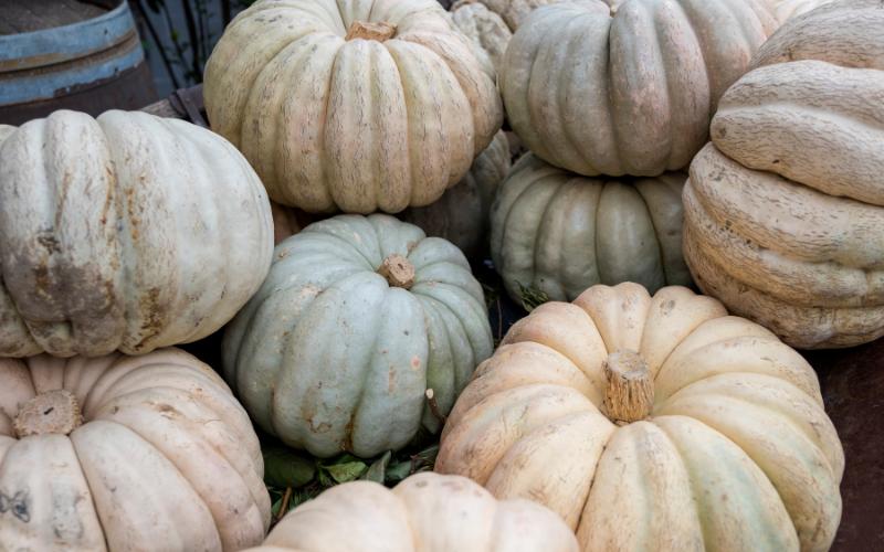 Different colored pumpkins