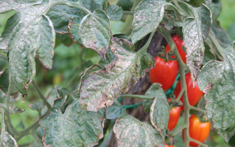 Downy mildew on leaves of a cherry tomato plant