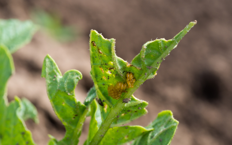 Eggs of the Colorado potato beetle under potato leaves