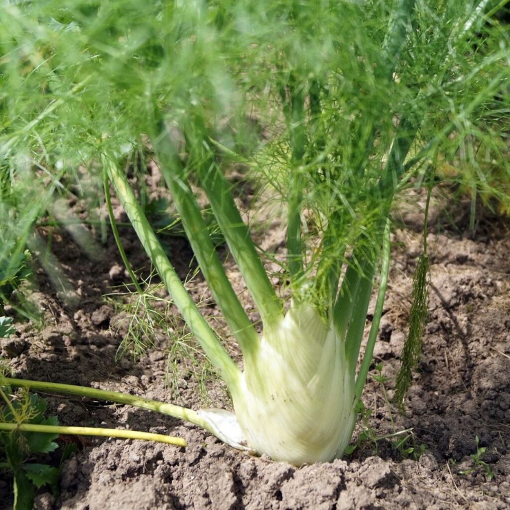 Fennel growing on the ground