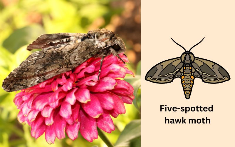 Five spotted hawk moth