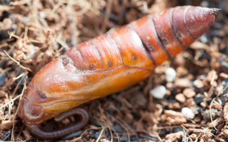 Hawk moth pupae in the ground