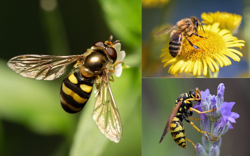 Hoverfly bee and wasp