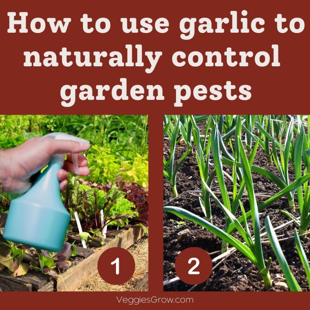 Garlic can be sprayed on or used as a companion plant for natural pest control