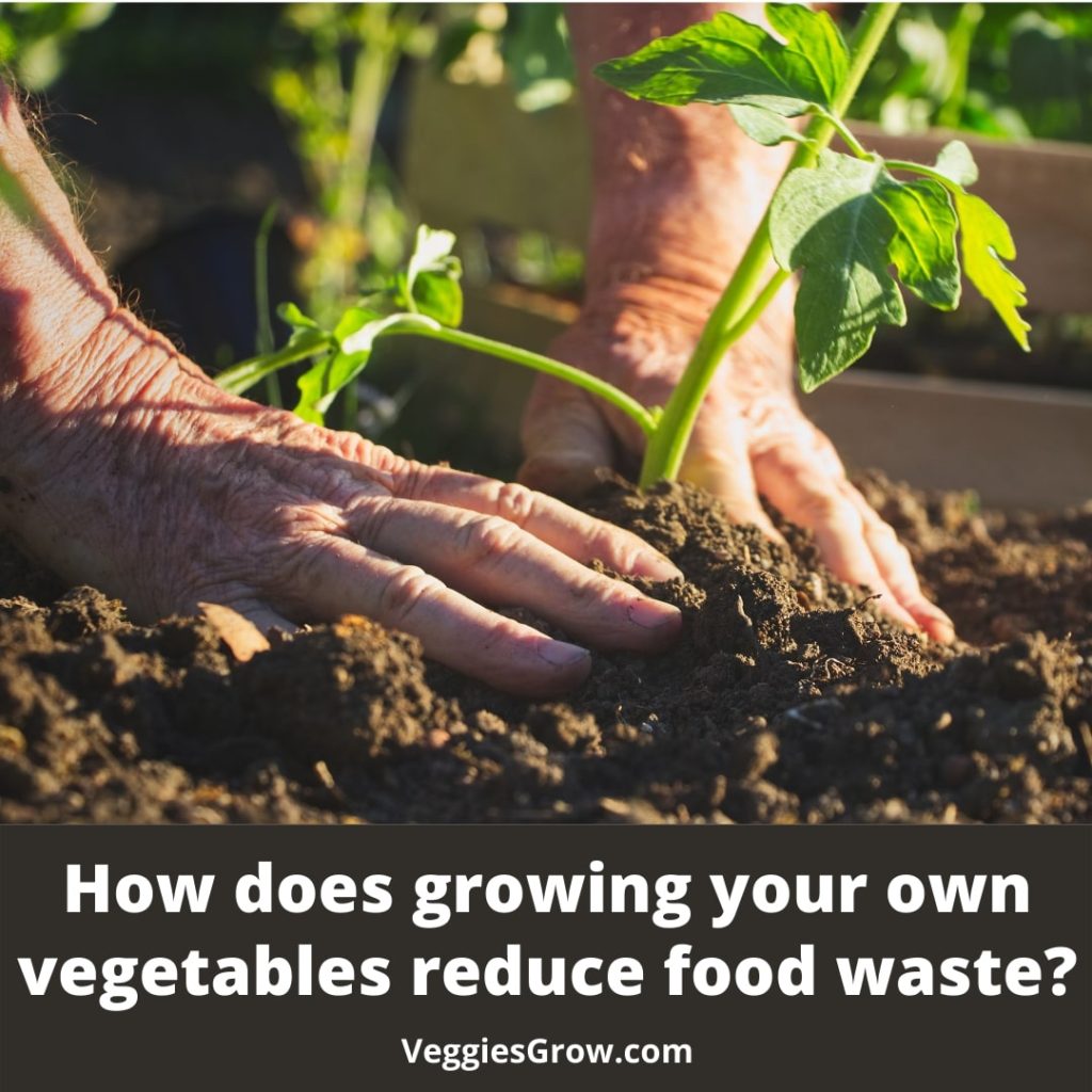 How does growing your own vegetables reduce food waste
